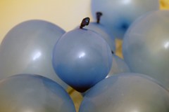 trang tri long den bang len 1